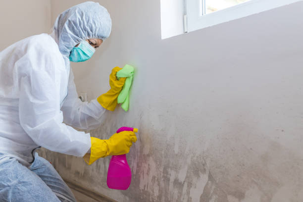 Mold Remediation for Rental Properties in Hays, MT